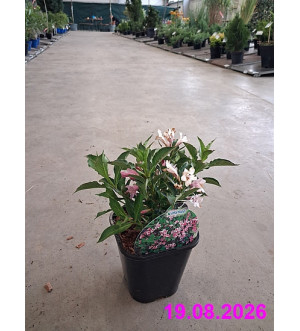 Weigela florida 'Pink Poppet'® C 1,4 L